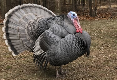 Blue slate turkey