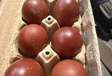 BLACK COPPER MARAN EGGS