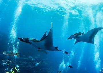 zwei Manta Fische im Meer mit Tauchern