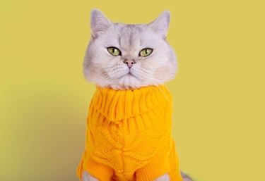 Gato plateado con un acogedor jersey amarillo de punto trenzado sobre un fondo amarilllo
