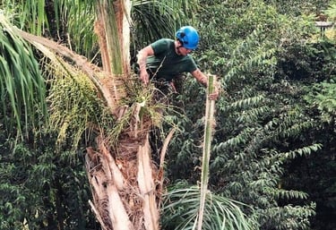 Profesional arborista técnico podando una palmera