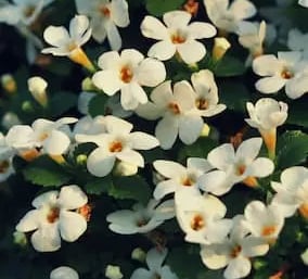 Bacopa monnieri