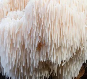 Lion’s Mane Mushroom