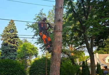 Professional arborist using a chainsaw to remove a tall tree trunk near power lines in a residential area.