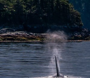 An orca whale breaching the ocean surface with a mist spray near a forested coastline.