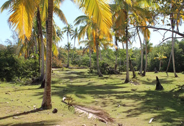 Sunny tropical landscape with vibrant green palm trees casting shadows on a grassy field, evoking a peaceful island getaway.