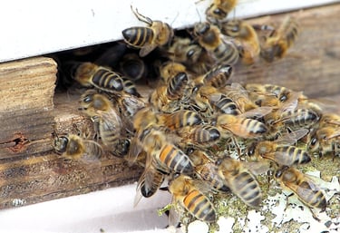 Beekeeping , Hands on experience