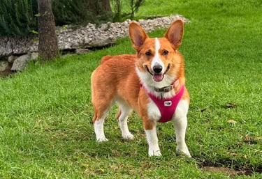 A happy Corgi on grass