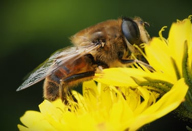 A photography of the common drone fly Eristalis tenax