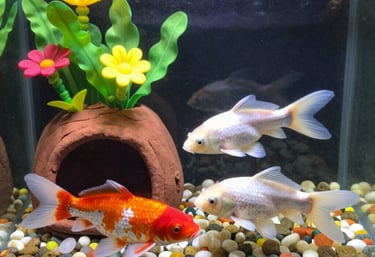 A vibrant home aquarium with colorful fish swimming among lush plants.
