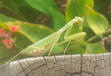 Богомолка върху дървен кол в градина в Куртово Конаре.