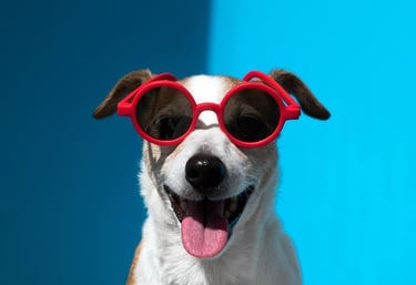 Perro con lentes rojos