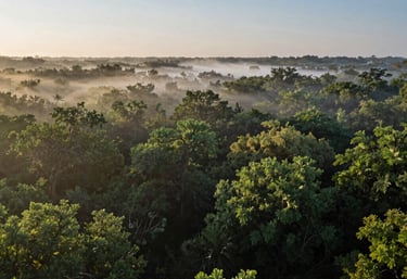 A wide landscape of a Texas forest at dawn, with misty green trees and soft blue sky, peaceful and tranquil, photography.