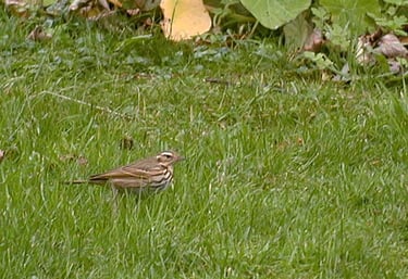 Olive-backed Pipit at Fedje.