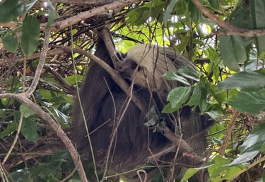 Three-toed sloth hanging from a tree branch in the tropical forests of Panama.