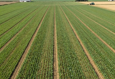 A vast golden wheat field under a clear blue sky symbolizing agricultural abundance.