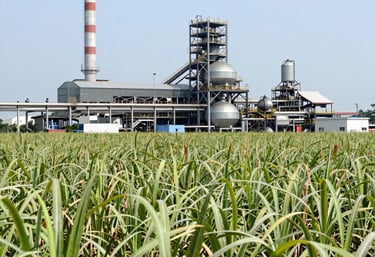 A vast golden wheat field under a clear blue sky, symbolizing agricultural abundance.