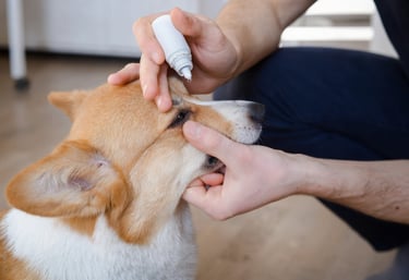 Bruine Corgi krijgt voorzichtig oogdruppels toegediend in een klinische omgeving