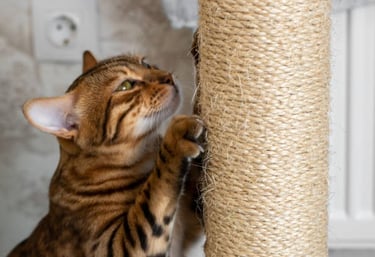 Een Bengaalse kat die krabt aan een robuuste sisal krabpaal, onderdeel van de beste geteste krabmeub