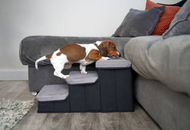 Een Teckel die een hondentrapje met drie treden gebruikt om veilig op een grijze bank te klimmen.