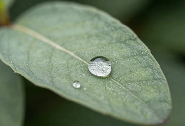 A macro photograph of a single dewdrop on a sage green leaf in a North American morning. The image is crisp and clear, symbolizing clarity and the simple beauty of a settled system.