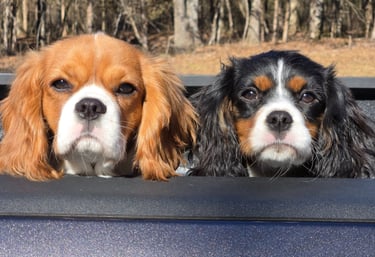 Two cavalier puppies in a truck bed