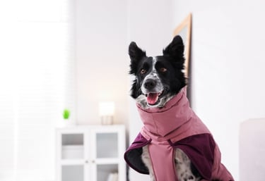 perrito con chamarrarosa