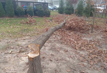 Small Red Oak Tree Removal Chesterfield Virginia