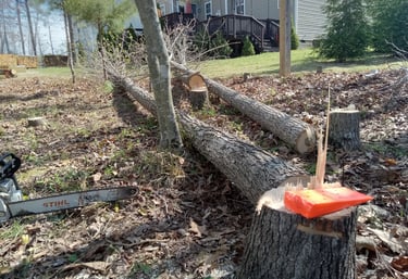 Removing tall and skinny trees in central virginia