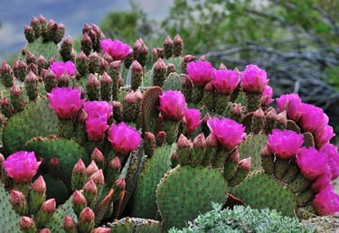 Palm Springs, CA - wild cactus flowers near Tahquitz Canyon trail