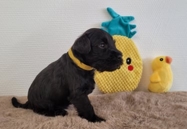 Chiot Schnauzer nain noir