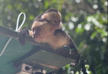 White Face Monkeys, Costa Rica Animals, Manuel Antonio State Park