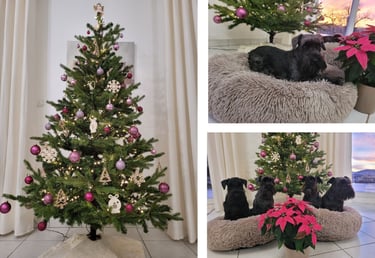 Nos Schnauzers fêtent Noêl