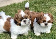Teacup Shih Tzu or MalShi or Maltese Puppy for sale near me 