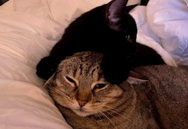 one black cat on top of a brown tabby