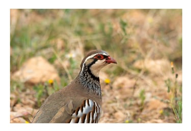 PERDIZ COMÚN (ALECTORIS RUFA)