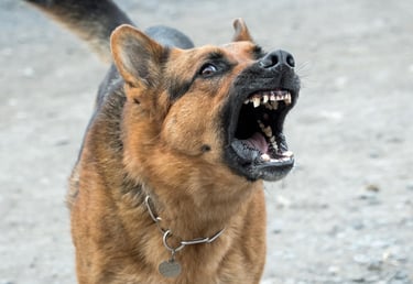 Chien agressif aboie