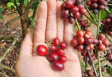 So sánh cà phê sẻ và cà phê cao sản