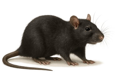 Rat noir ou rat des greniers — dératisation Bordeaux