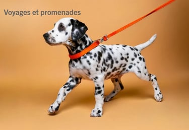 colliers, harnais et laisses
