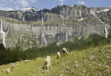 Sheeps and waterfalls Alps