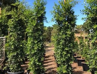 FIcus hedge 