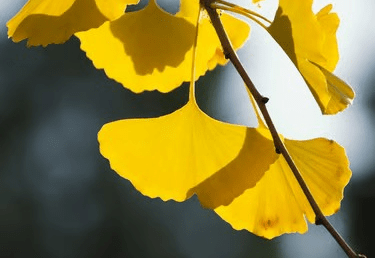 Branche de ginkgo aux feuilles jaunes symbolisant la résilience et la force intérieure du parcours reconstruction.