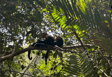 White Face Monkeys, Costa Rica Animals, Manuel Antonio State Park