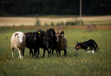 Ganymo teisėja | Avių ganymo treniruotės | 2024.02