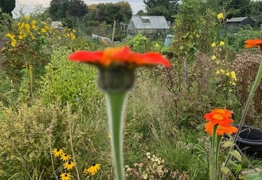 Allotment landscape with Fox and Cubs in foreground. Photo by Celia Hooson