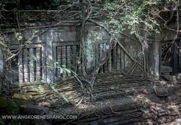 Raíces en Beng Mealea