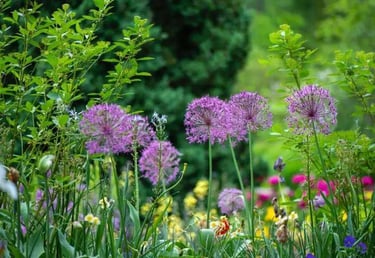 Variétés de fleurs 