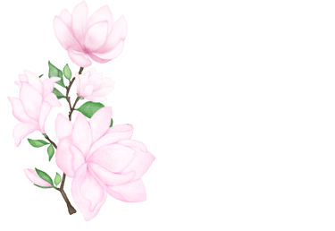 Pink Magnolia Flowers art for art posters, greeting cards and stationery