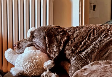 boarding in home riverdale/leslieville